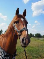 Anky Halster Mesh Chic Deep Green Pony, Dieren en Toebehoren, Paarden en Pony's | Overige Paardenspullen, Ophalen of Verzenden
