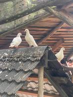 Jonge witte duifjes, gezond en goed verzorgd, Dieren en Toebehoren, Vogels | Duiven, Meerdere dieren, Overige soorten