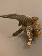 Opgezette torenvalk, Ophalen of Verzenden, Gebruikt, Vogel, Opgezet dier