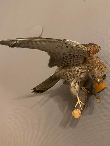 Opgezette torenvalk beschikbaar voor biedingen