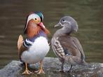 Mandarijn eenden, Dieren en Toebehoren, Meerdere dieren, Eend