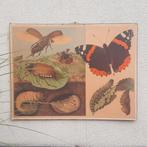 antieke schoolplaat insecten / vlinder thema, Ophalen of Verzenden