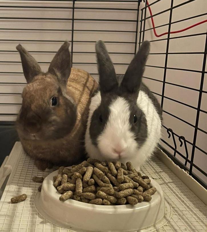 Konijnen te koop, Dieren en Toebehoren, Konijnen, Dwerg, Vrouwelijk