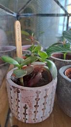 Crassula, Ophalen of Verzenden, Halfschaduw, Minder dan 100 cm