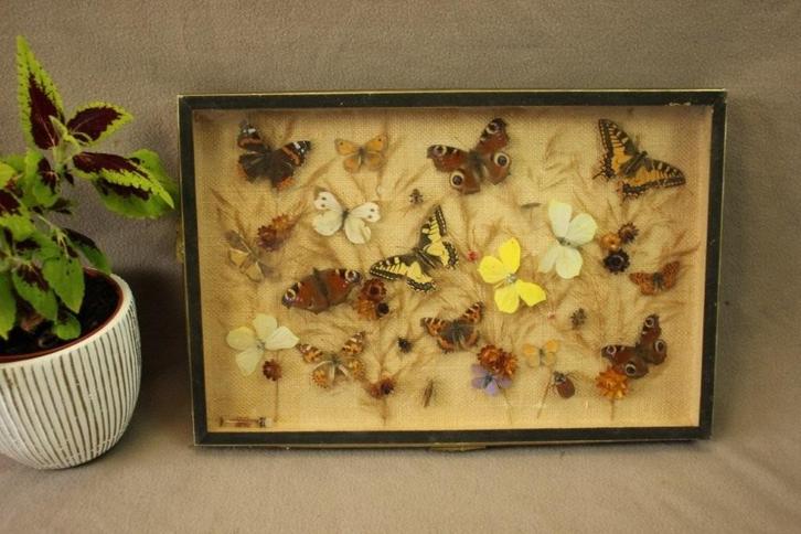 Taxidermie - Kader opgezette vlinders, Verzamelen, Dierenverzamelingen, Gebruikt, Opgezet dier, Insect, Ophalen of Verzenden