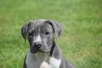 Amerikaanse bully pups, Rabiës (hondsdolheid), Overige rassen, 8 tot 15 weken, Buitenland
