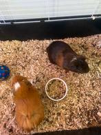 2 cavia’s, Dieren en Toebehoren, Mannelijk, Cavia, Voor 1 juli 2024