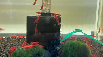 Neocaridina bloody mary beschikbaar voor biedingen