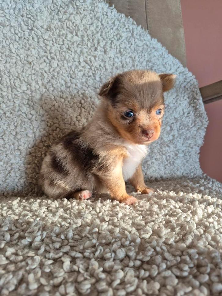 Super mooie kruising pomeriaan pups! 2 teefjes, Dieren en Toebehoren, Honden | Chihuahua's en Gezelschapshonden, Teef, Overige rassen