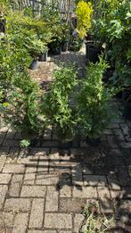 Coniferen hoog 70 cm  tuya plicata mooi gelijk 3,95  3/4 pm, Tuin en Terras, Planten | Struiken en Hagen, Ophalen, Conifeer, Haag