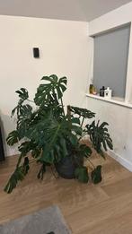 Zeer grote plant (Monstera) met pot, Groene kamerplant, Ophalen, Halfschaduw, 100 tot 150 cm