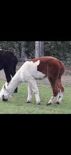 Alpaca dekhengst, Dieren en Toebehoren, Overige Dieren, Maart, Mannelijk
