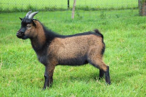 Dwergbok te huur, Dieren en Toebehoren, Schapen, Geiten en Varkens