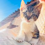 2 lieve kittens (poes), Dieren en Toebehoren, Poes, Kortharig, 0 tot 2 jaar