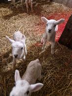 Fles lammeren, Meerdere dieren, Schaap