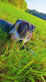 American Bully XL Reutje, Rabiës (hondsdolheid), Reu, 8 tot 15 weken, Meerdere