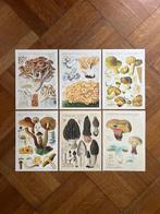 Paddenstoelen - Hans Walty - set van 6 ArtPrintCards A4, Wandkunstkaarten.nl, Ophalen of Verzenden, Wandkunstkaarten.nl, Nieuw