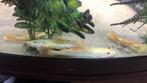 Albino rtc 10-12 cm, albino roodstaartmeerval, Dieren en Toebehoren, Vissen | Aquariumvissen, Vis, Zoetwatervis