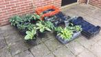 Overgebleven vaste planten., Tuin en Terras, Planten | Tuinplanten, Ophalen of Verzenden