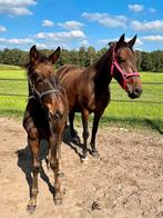 Cruzado veulen/jaarling paard te koop, Dieren en Toebehoren, Paarden, Onbeleerd, Hengst, 0 tot 2 jaar, Met stamboom