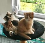 Lieve kittens Noorse boskat x Brits middenhaar mix, Dieren en Toebehoren, Katten en Kittens | Overige Katten, Meerdere dieren