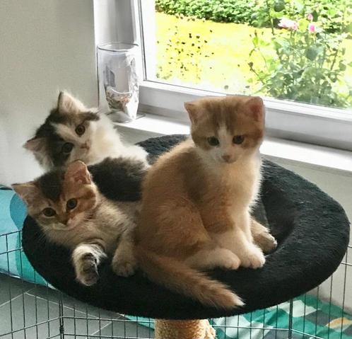 Lieve kittens Noorse boskat x Brits middenhaar mix, Dieren en Toebehoren, Katten en Kittens | Overige Katten, Langharig, Meerdere dieren