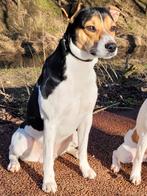 Boerenfox dekreu / staat ter dekking 🐶🐶🐶, Reu, Meerdere, 3 tot 5 jaar, Nederland