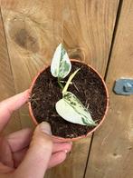 Monstera thai constellation plant variegata albo ivory cream, Ophalen, Halfschaduw, Minder dan 100 cm