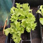 Sla plantjes, Tuin en Terras, Planten | Tuinplanten, Ophalen, Volle zon, Groenteplanten, Eenjarig