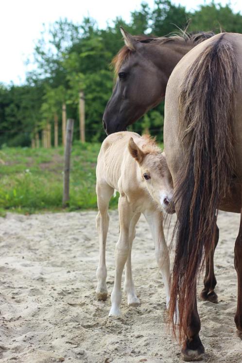 Grullo pony merrie met merrieveulen, Dieren en Toebehoren, Pony's, Merrie, Zadelmak, D pony (1.37m tot 1.48m), Recreatiepony, 11 jaar of ouder