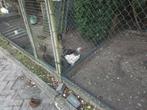 Sussex hanen, Dieren en Toebehoren, Pluimvee, Mannelijk, Kip