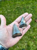2 grote fossiele haaientanden uit Antwerpen (België), Ophalen of Verzenden, Fossiel