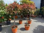 Glansmispel bol op stam kroon 70/80 cm, Lente, 100 tot 250 cm, Ophalen, Volle zon