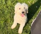 Hond gered uit Hongarije - dwergpoedel, Poedel, Particulier, Rabiës (hondsdolheid), Buitenland
