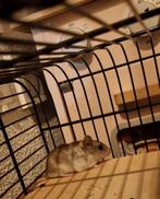 Jonge chinese dwerghamster zoekt een huisje+toebehoren, Dieren en Toebehoren, April, Vrouwelijk, Hamster