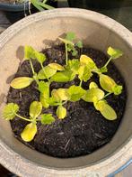 Biologische courgette stekken, Tuin en Terras, Planten | Tuinplanten, Volle zon, Groenteplanten, Eenjarig, Ophalen of Verzenden