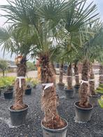 Tr fortunei winterharde palmbomen, Tuin en Terras, Ophalen of Verzenden, Volle zon, Palmboom, 100 tot 250 cm