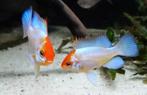 Mikrogeophagus Electric Blue Antennebaars Electric Blue, Dieren en Toebehoren, Vissen | Aquariumvissen, Vis