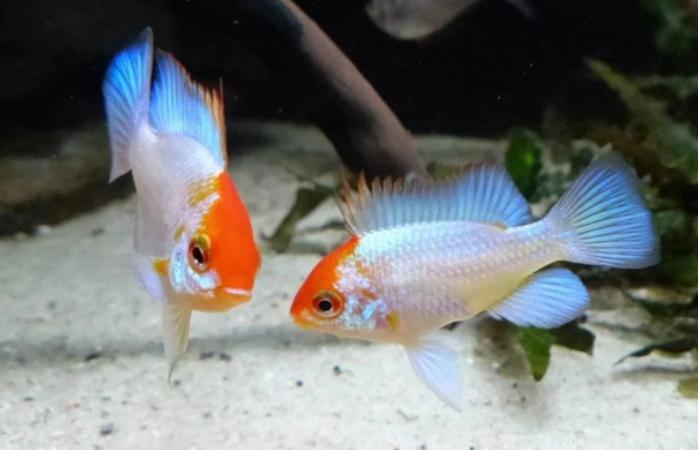 Mikrogeophagus Electric Blue Antennebaars Electric Blue, Dieren en Toebehoren, Vissen | Aquariumvissen, Vis