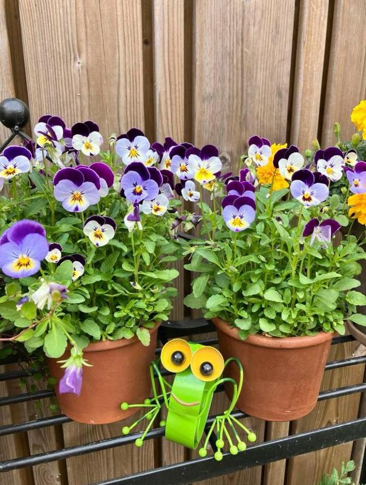 Viooltjes mix zaden, Tuin en Terras, Bloembollen en Zaden, Volle zon, Ophalen of Verzenden