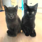 Twee prachtige kittens blauwe rus X britse korthaar, Dieren en Toebehoren, Meerdere dieren, Ontwormd, 0 tot 2 jaar