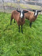 Bles ram te koop op=op, Dieren en Toebehoren, Schapen, Geiten en Varkens, Mannelijk, Schaap