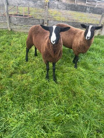 Voor de dekkerij Bles ram te koop op=op beschikbaar voor biedingen