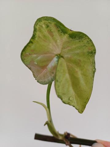 Syngonium Confetti beschikbaar voor biedingen