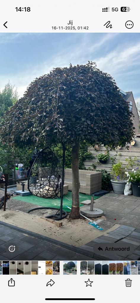 Fagus sylfatica paraplu boom, Tuin en Terras, Planten | Bomen, Overige soorten, Volle zon, Bloeit niet, Ophalen