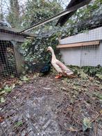 Loopeend woerd., Dieren en Toebehoren, Mannelijk, Eend