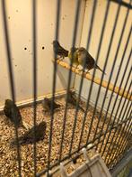 13 donkere kanaries, Dieren en Toebehoren, Vogels | Kanaries, Meerdere dieren, Kleurkanarie