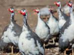 Parelhoenders gezocht in bont wit en grijs en zwart, Dieren en Toebehoren