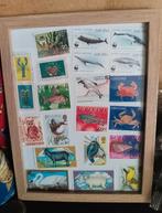 Dieren  diverse, Ophalen of Verzenden, Overige landen