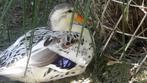 Eenden silverappelyard miniatuur eenden, Dieren en Toebehoren, Pluimvee, Meerdere dieren, Eend